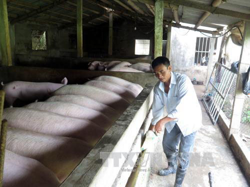 Thúc đẩy tiêu thụ sản phẩm chăn nuôi